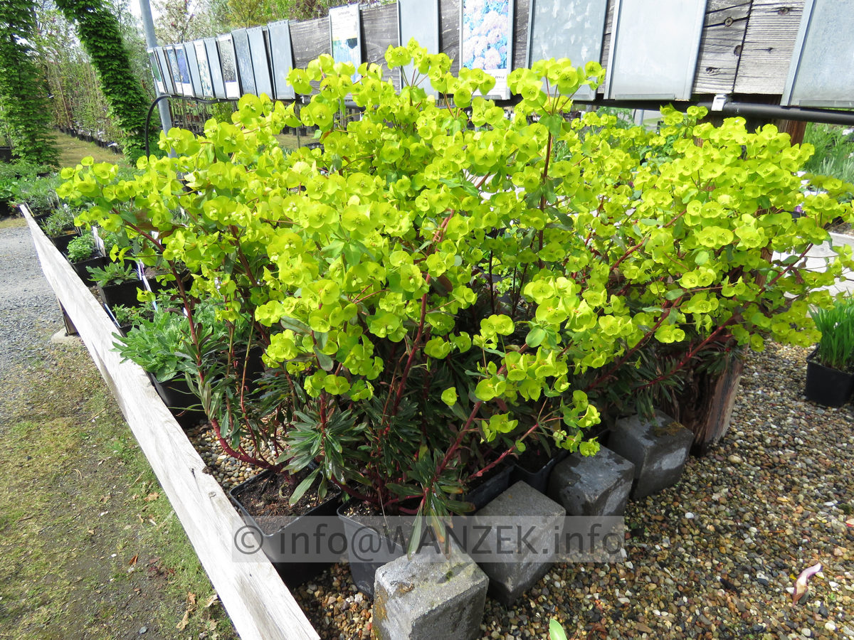 Euphorbia amygdaloides Purpurea 05.JPG